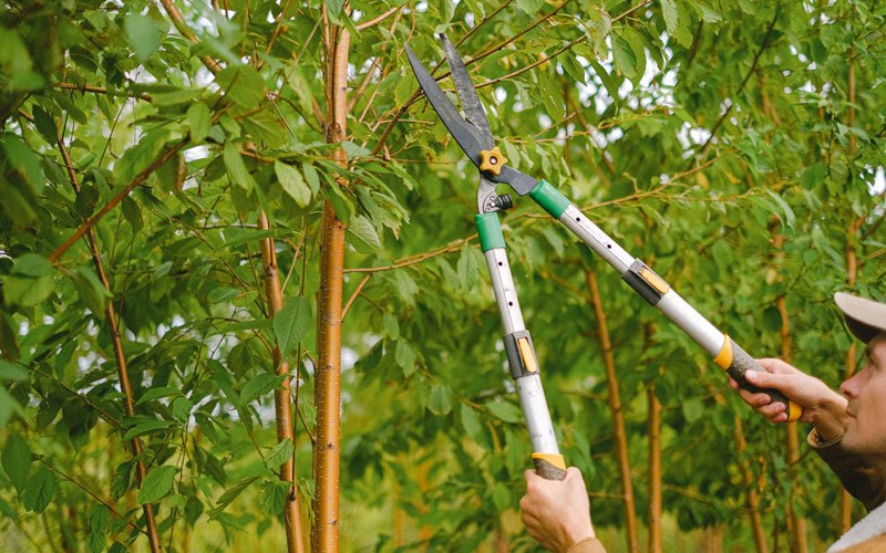 Tree trimming in Kewanee, IL